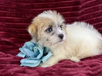 Ronan, a male Jack Russell Terrier and Maltese for sale in Houston, TX – 6 of 6