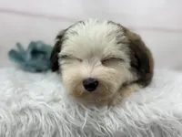 Odie, a male Havanese for sale in Houston, TX – 3 of 8