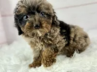 Faith, a female Cavapoo for sale in Houston, TX – 5 of 8