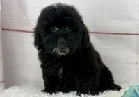 Bear, a male Poochon for sale in Houston, TX – 6 of 6