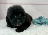 Bear, a male Poochon for sale in Houston, TX – 5 of 6