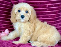 Ruthie, a female Cavapoo for sale in Houston, TX – 2 of 4