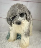 Tracker, a male Poochon for sale in Houston, TX – 4 of 4