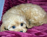 Gideon, a male Cavapoo for sale in Houston, TX – 2 of 4