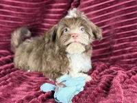 Gator, a male Havanese for sale in Houston, TX – 8 of 8