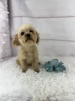 Praline, a male Poodle - Toy  for sale in Houston, TX – Photo 3 of 4