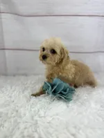 Praline, a male Poodle - Toy  for sale in Houston, TX – Photo 2 of 4