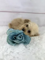 Praline, a male Poodle - Toy  for sale in Houston, TX – Photo 4 of 4