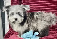 Kiwi, a male Maltipoo for sale in Houston, TX – 2 of 3