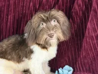 Georgie, a male Havanese for sale in Houston, TX – 3 of 4