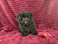Flora, a female Chihuahua and Poodle - Toy  for sale in Houston, TX – 3 of 4