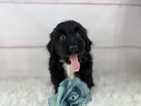 Pluto, a male Miniature Aussiedoodle for sale in Houston, TX – 2 of 4