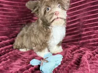 Gator, a male Havanese for sale in Houston, TX – 7 of 8