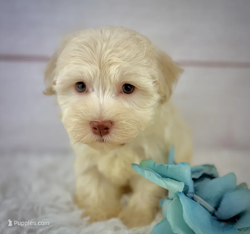 Parker – Havanese puppy for sale in Houston, TX