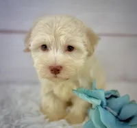 Parker, a male Havanese for sale in Houston, TX – 4 of 5