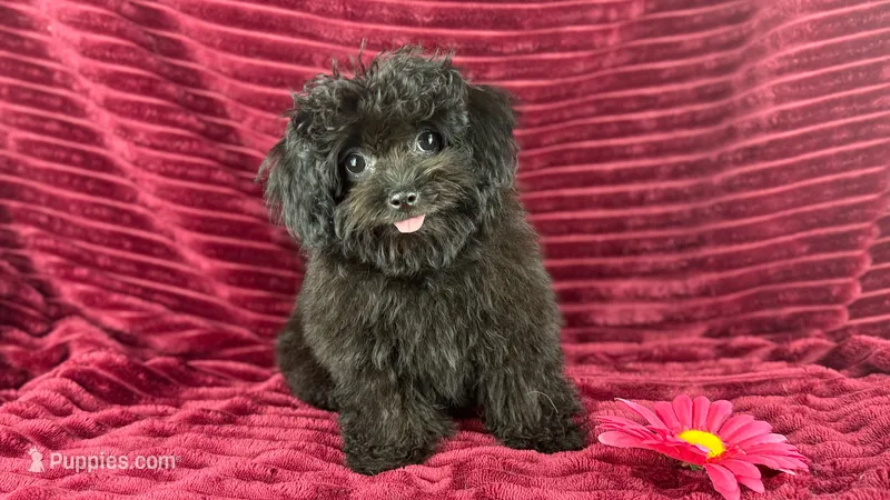 Flora – Chihuahua, Poodle - Toy  puppy for sale in Houston, TX