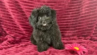 Flora, a female Chihuahua and Poodle - Toy  for sale in Houston, TX – 1 of 3