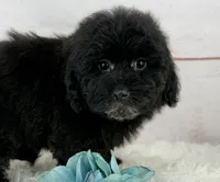 Bear, a male Poochon for sale in Houston, TX – 2 of 6