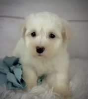 Louie, a male Havanese for sale in Houston, TX – 3 of 4