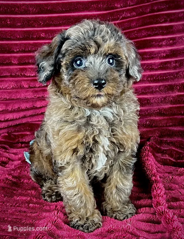 Woody – Poodle - Toy  puppy for sale in Houston, TX