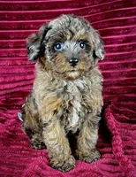 Woody, a male Poodle - Toy  for sale in Houston, TX – 1 of 3