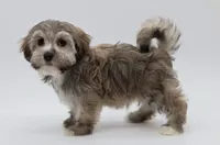 Berkley, a male Havanese for sale in Houston, TX – 3 of 5