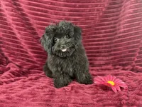 Flora, a female Chihuahua and Poodle - Toy  for sale in Houston, TX – 6 of 6