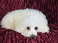 Berkeley , a male Poochon for sale in Houston, TX – Photo 1 of 8