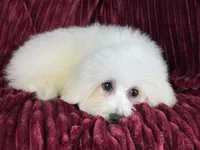 Berkeley , a male Poochon for sale in Houston, TX – Photo 2 of 8