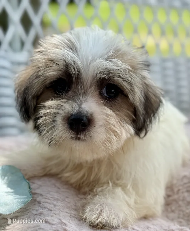 Marina – Jack Russell Terrier, Maltese puppy for sale in Houston, TX