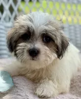 Marina, a female Jack Russell Terrier and Maltese for sale in Houston, TX – 1 of 3