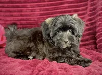 Magenta, a female Maltipoo for sale in Houston, TX – 3 of 3