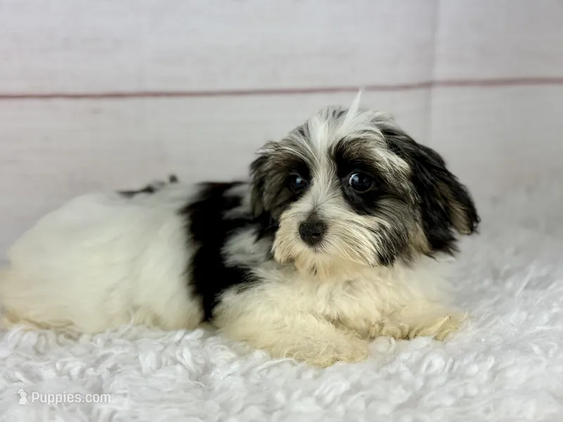Mercy – Havanese, Maltese puppy for sale in Houston, TX
