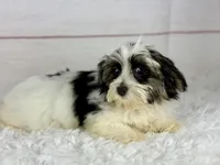 Mercy, a female Havanese for sale in Houston, TX – 2 of 4