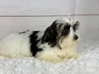 Mercy, a female Havanese for sale in Houston, TX – 3 of 4