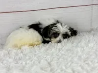 Mercy, a female Havanese for sale in Houston, TX – 1 of 4