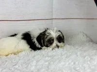 Mercy, a female Havanese for sale in Houston, TX – 4 of 4