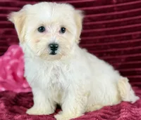 Sugar, a female Maltipoo for sale in Houston, TX – 3 of 3