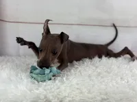 Roux, a male American Hairless Terrier for sale in Houston, TX – 5 of 7