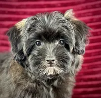 Magenta, a female Maltipoo for sale in Houston, TX – 2 of 3