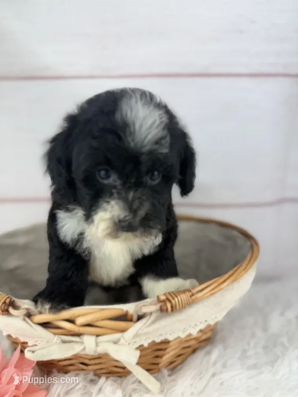 Opal – Havapoo puppy for sale in Houston, TX