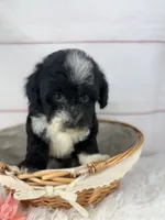 Opal, a female Havapoo for sale in Houston, TX – 1 of 6