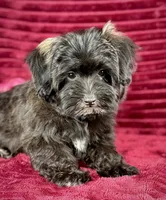 Magenta, a female Maltipoo for sale in Houston, TX – 1 of 3