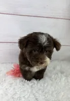Olive, a female Havanese for sale in Houston, TX – 2 of 9