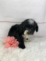 Opal, a female Havapoo for sale in Houston, TX – 4 of 6
