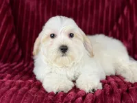 Dallas, a male Maltipoo for sale in Houston, TX – Photo 3 of 6