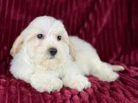 Dallas, a male Maltipoo for sale in Houston, TX – Photo 2 of 6