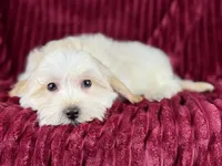 Dallas, a male Maltipoo for sale in Houston, TX – Photo 6 of 6