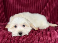 Dallas, a male Maltipoo for sale in Houston, TX – Photo 5 of 6