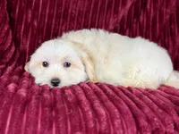 Dallas, a male Maltipoo for sale in Houston, TX – Photo 4 of 6